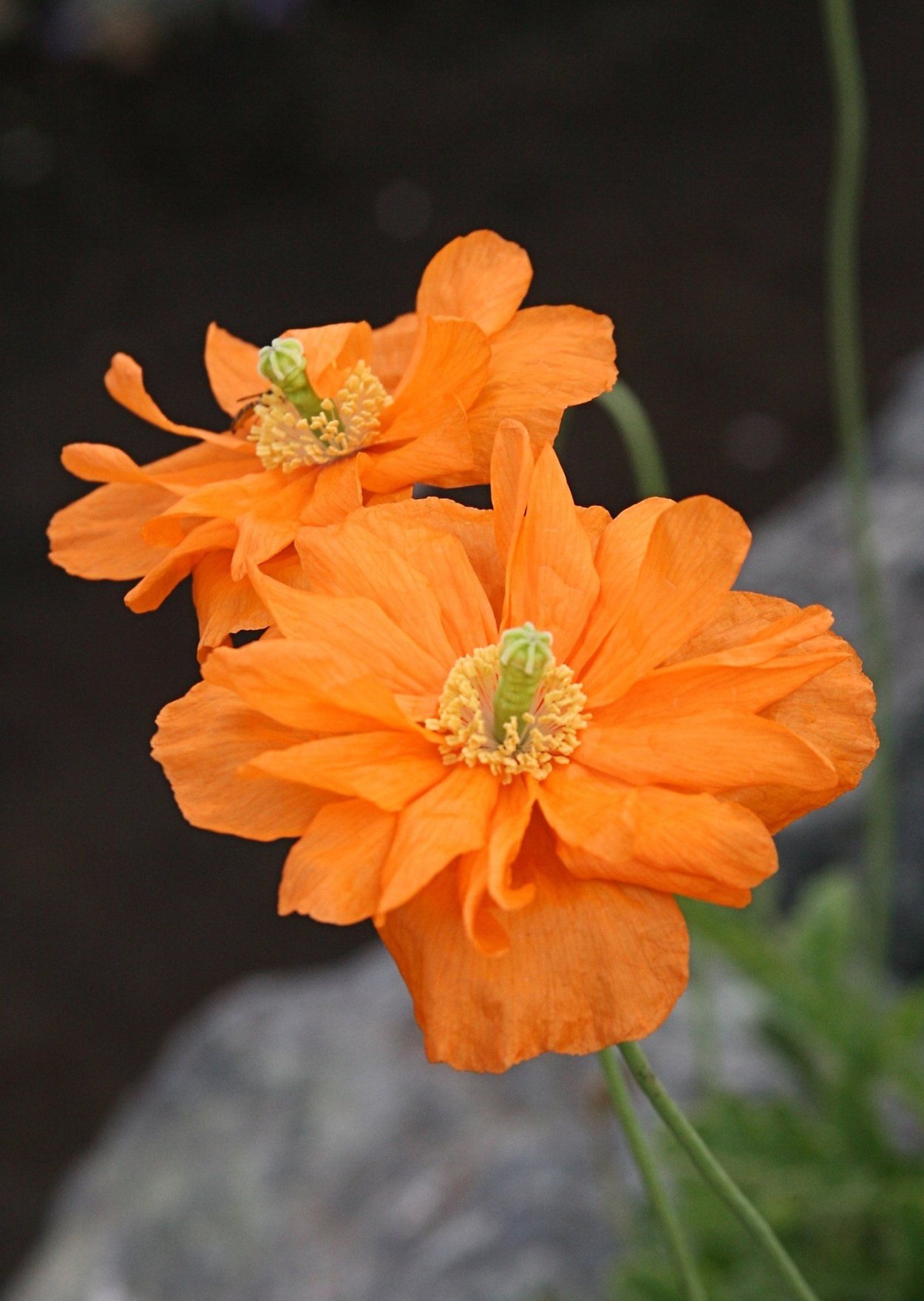 Papaver atlanticum (Moroccan Poppy)