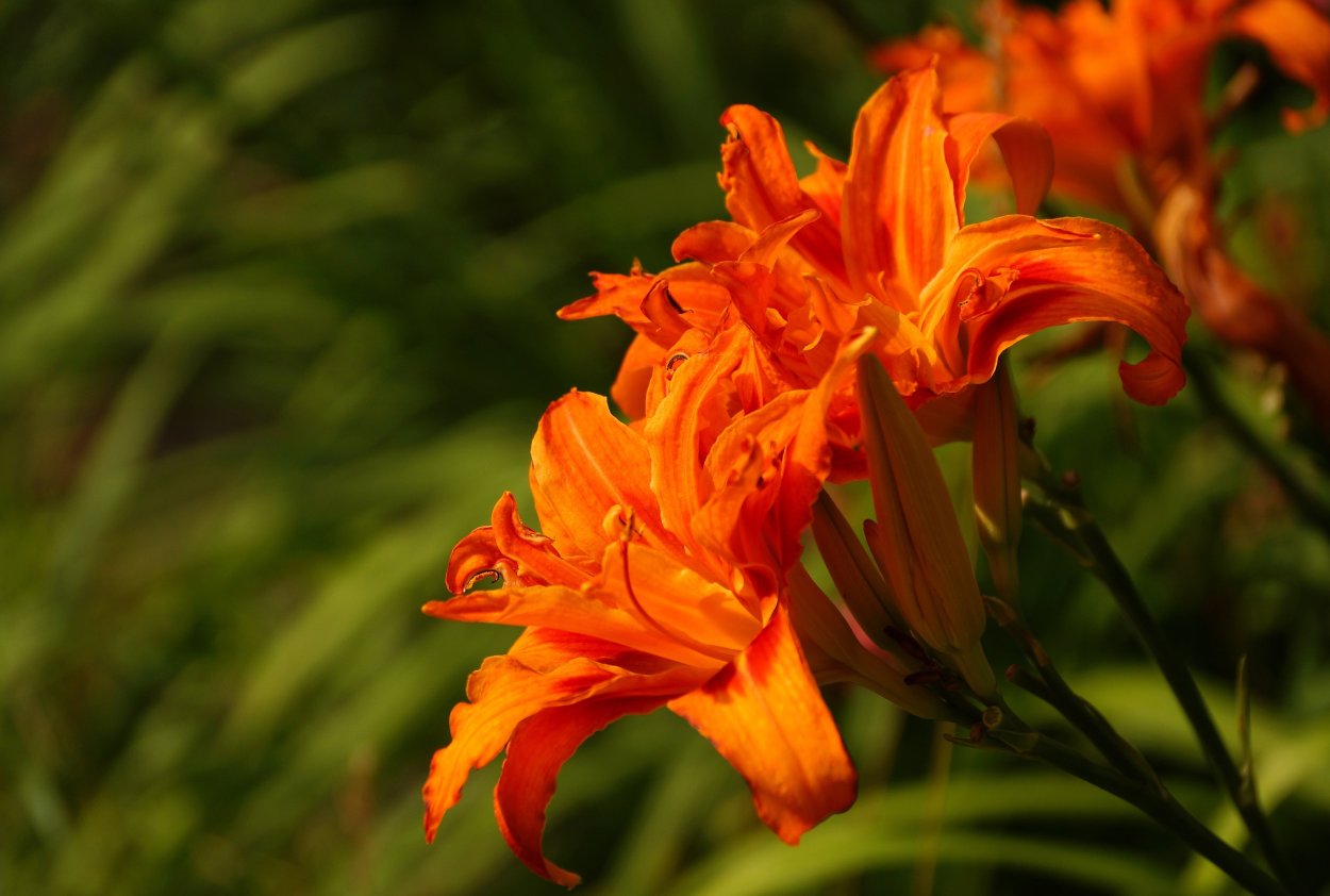 Лилия Orange ton