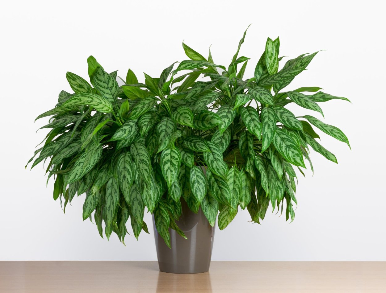 Аглаонема crispum