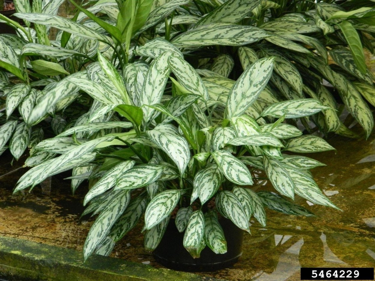 Аглаонема изменчивая (Aglaonema commutatum)
