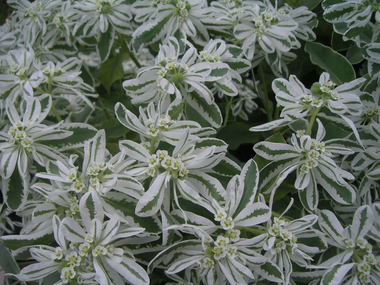 Молочай окаймленный (Euphorbia marginata) Mountain Snow