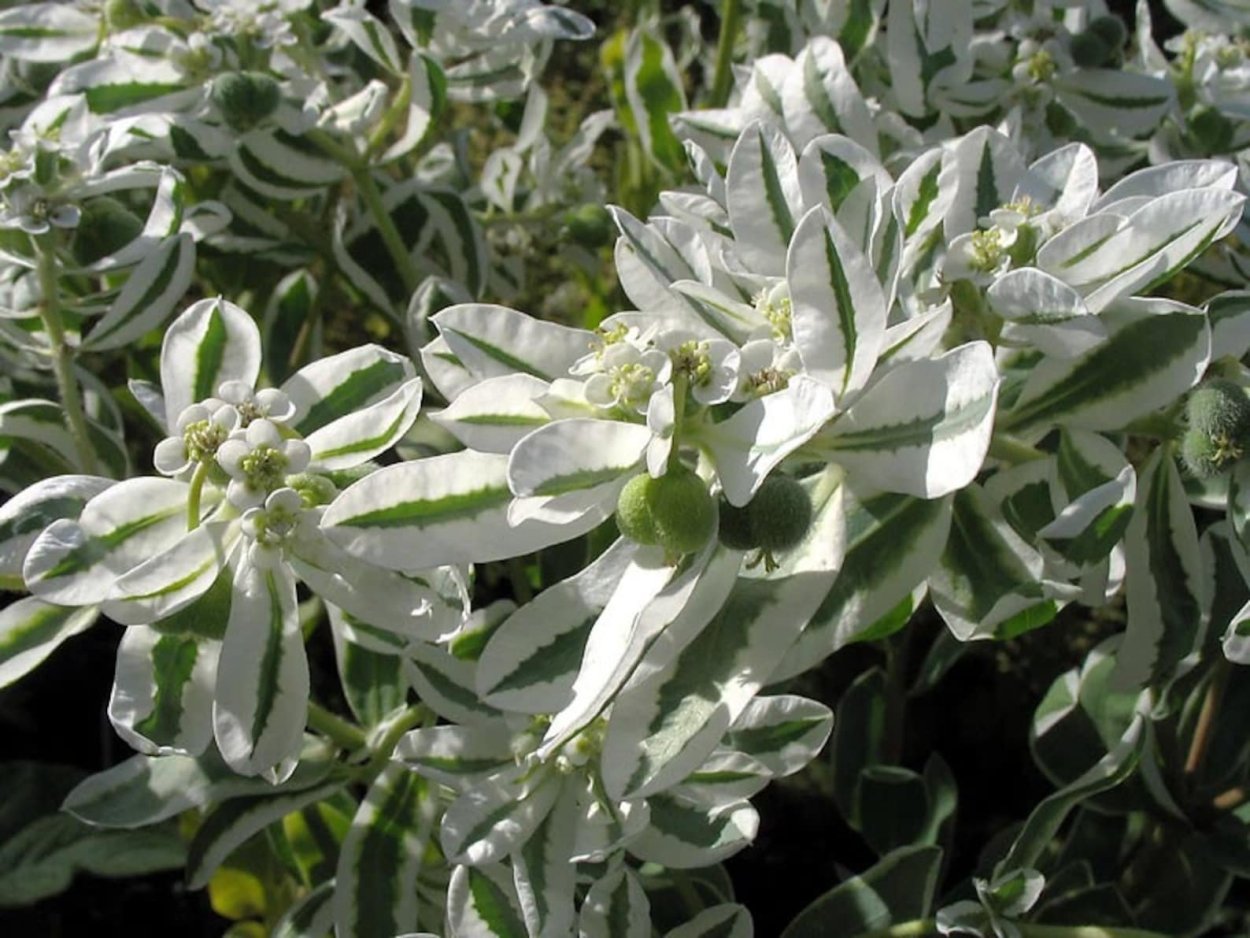 Молочай окаймленный (Euphorbia marginata) Mountain Snow