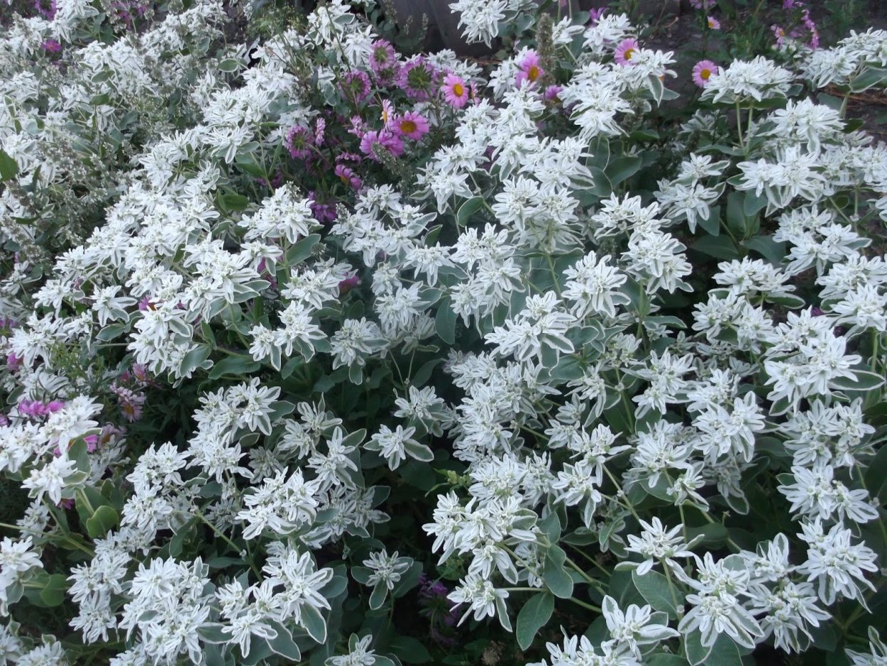 Молочай окаймленный Снежная вершина