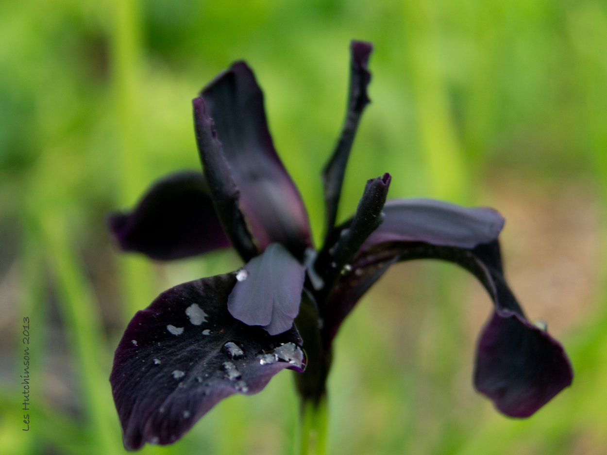 Ирис Black Knight