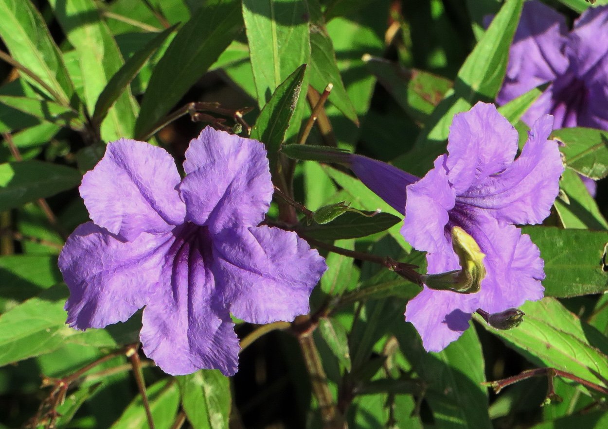 Петуния Фиалковая Дикая Wild Violet