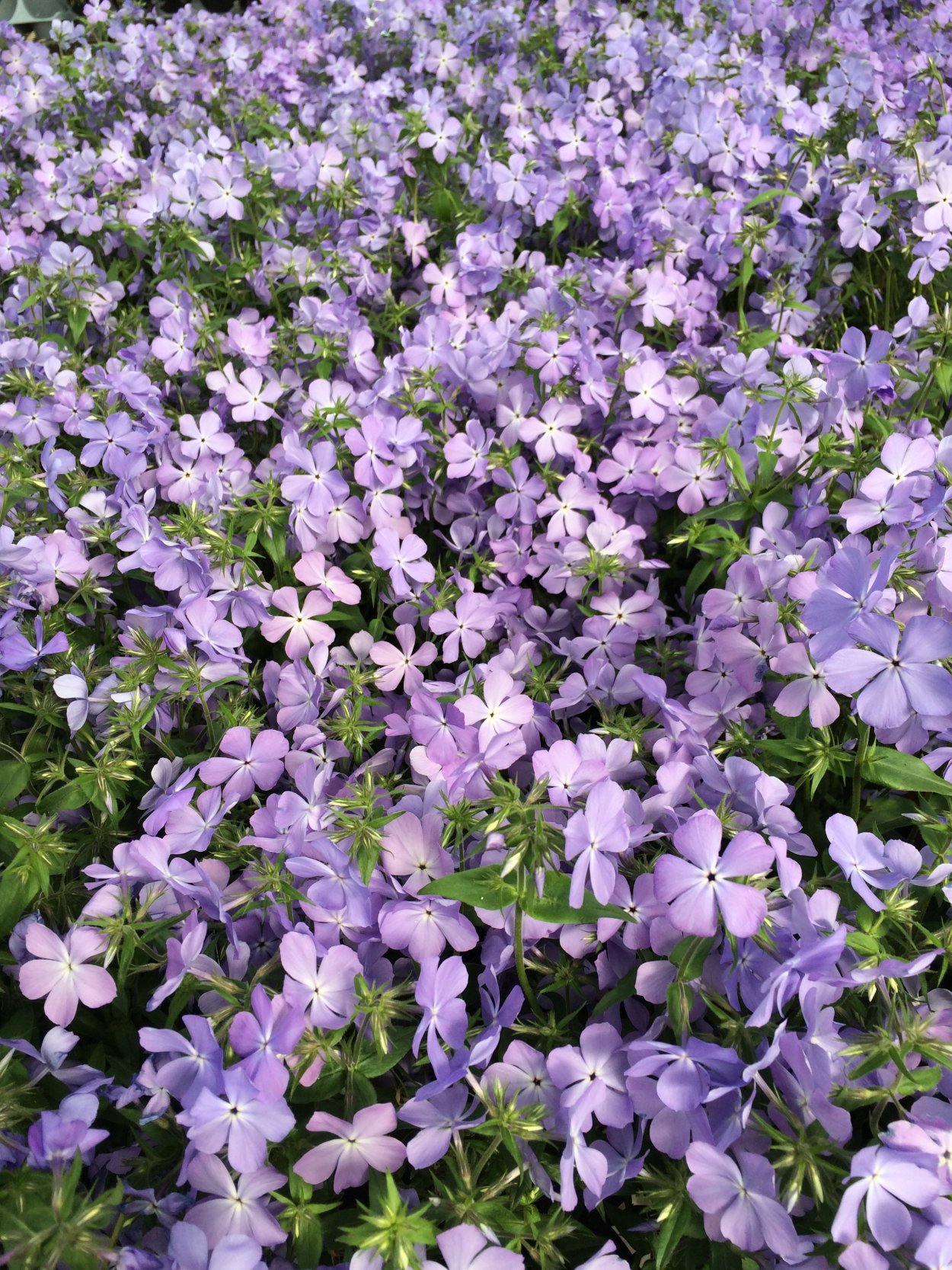 Phlox stolonifera