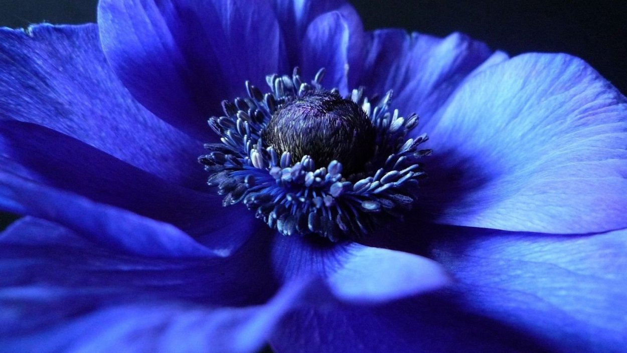 Anemones цветы синие