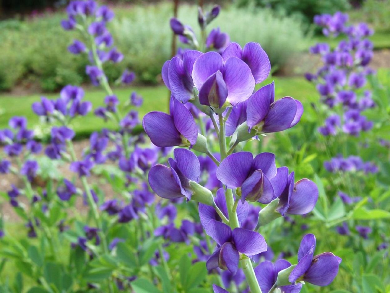 Баптизия Южная (Baptisia Australis)