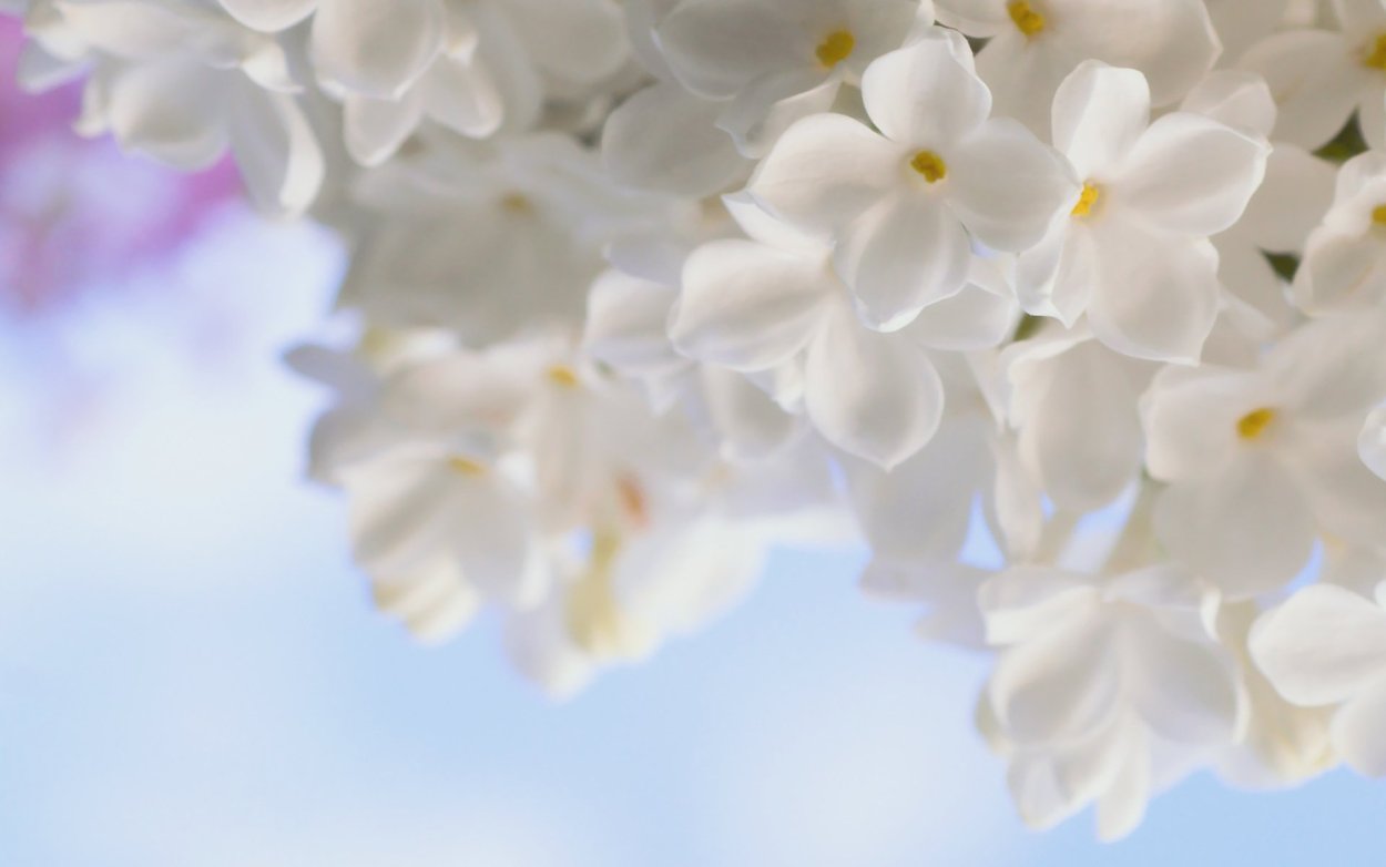 Нежные белые цветы