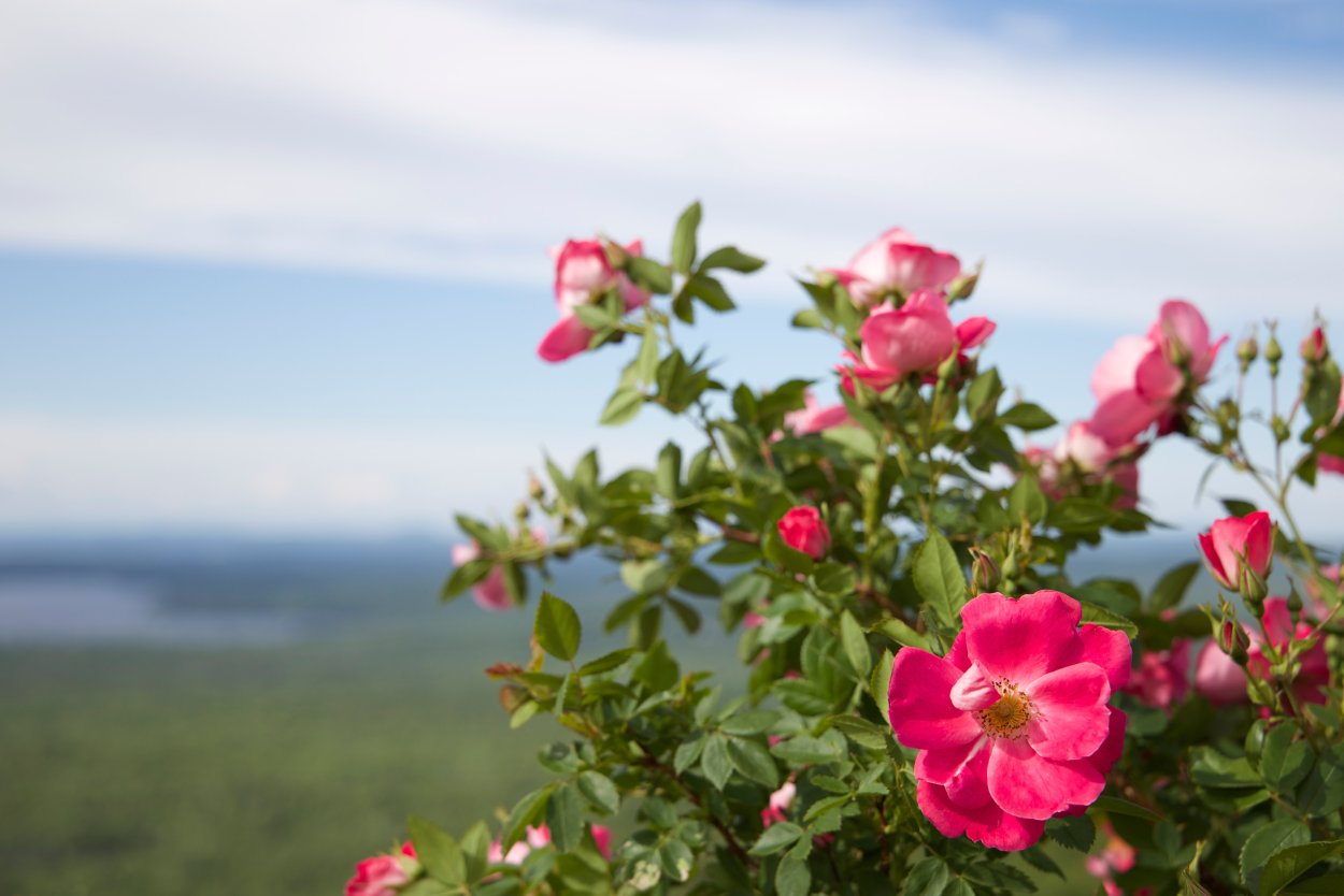 Rosa Damascena роза