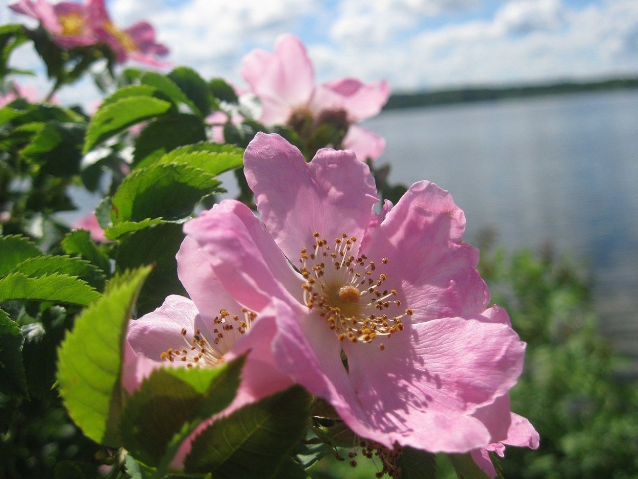 Шиповник Каролинский