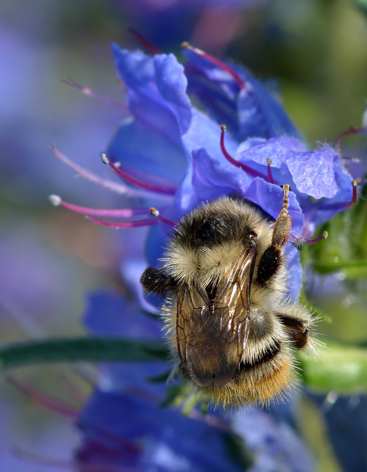 Bombus Sylvarum