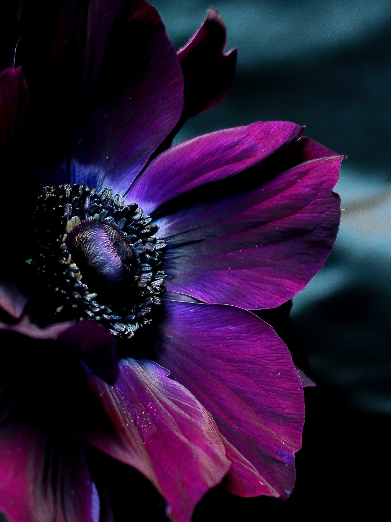 Анемон Purple