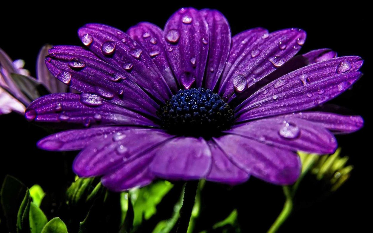 Остеоспермум 3d Purple