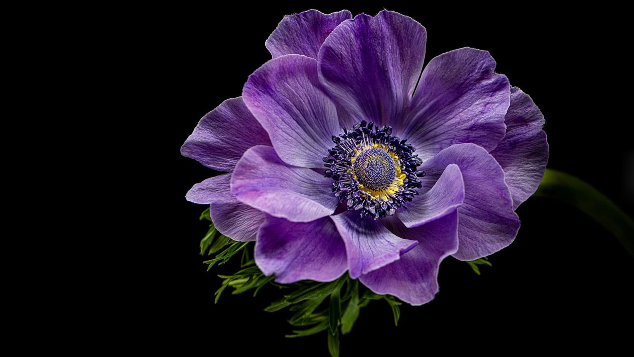 Анемона (Anemone)