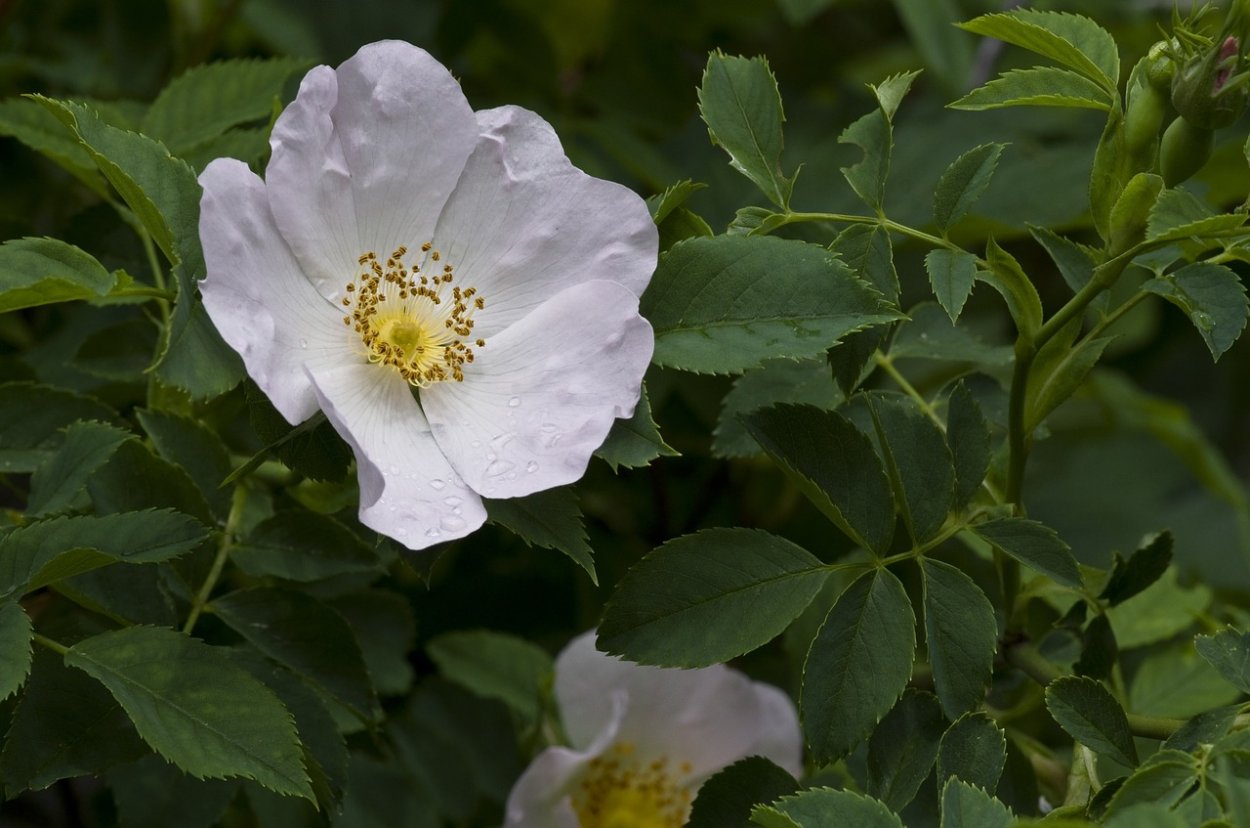 Шиповник белый (Rosa rugosa Alba