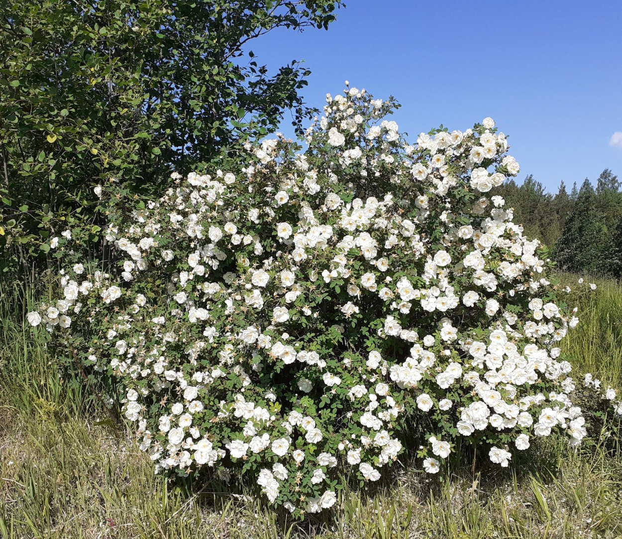 Роза бедренцеволистная Rosa pimpinellifolia