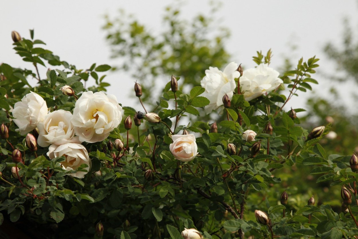 Шиповник колючейший Rosa spinosissima
