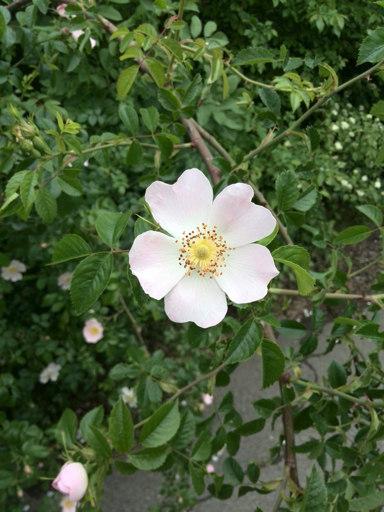 Шиповник Бриджеса ( Rosa bridgesii )