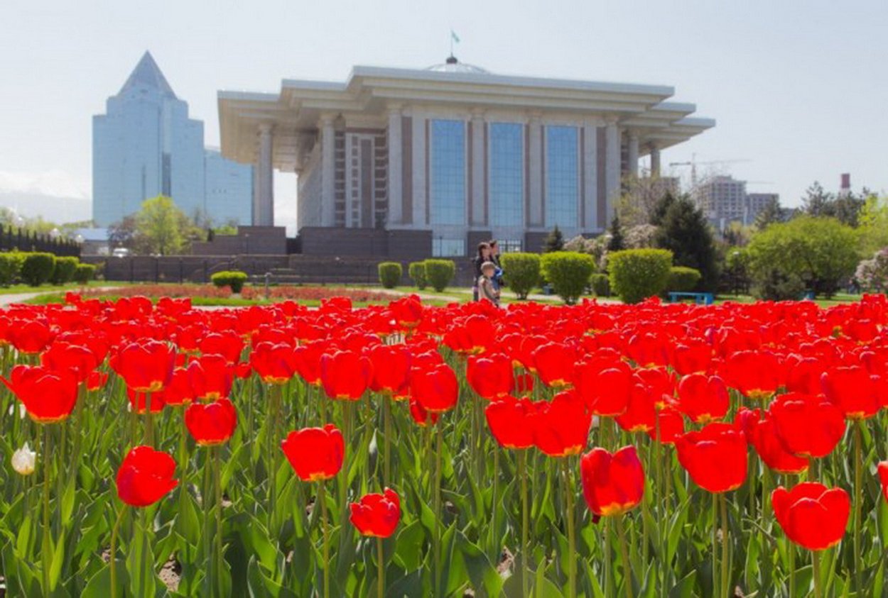 Тюльпановые поля в Алма Ате