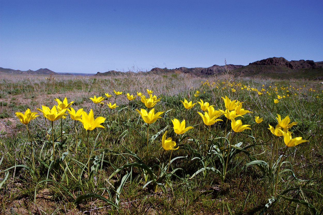 Tulipa kolpakowskiana