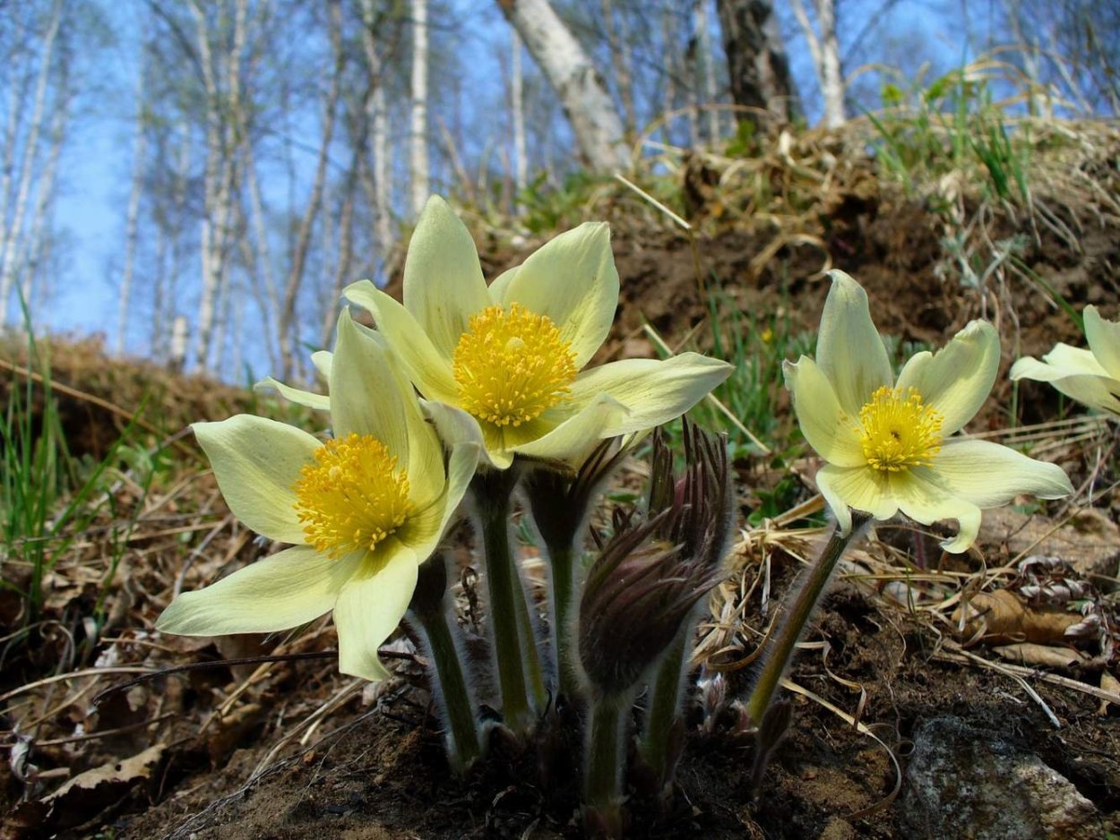 Прострел желтеющий Pulsatilla flavescens