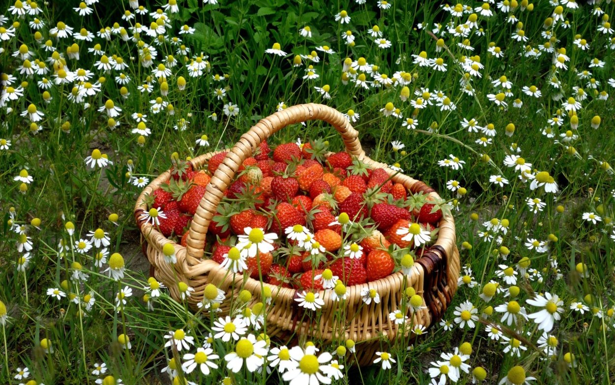 Клубника в корзинке