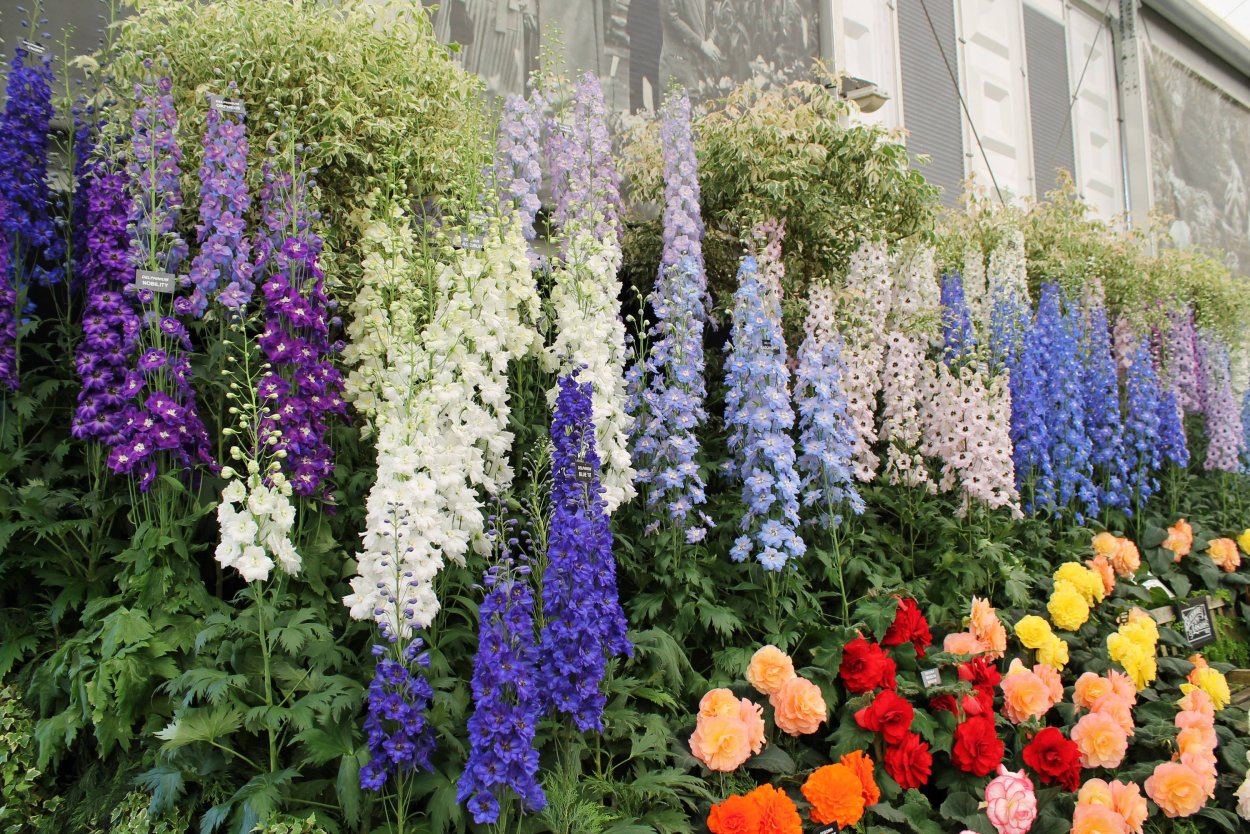 Дельфиниум (Delphinium)