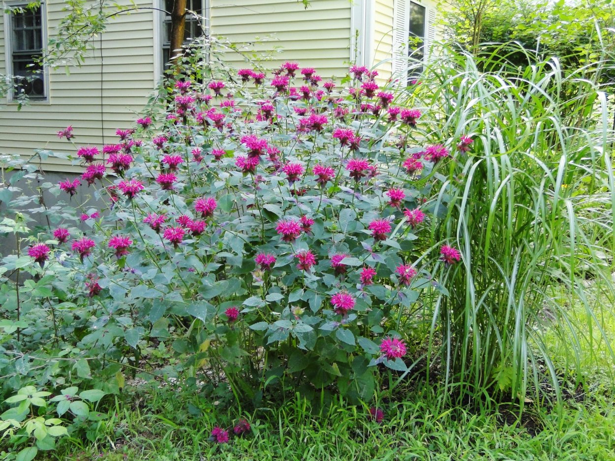 Монарда (Monarda) Blaustrumpf