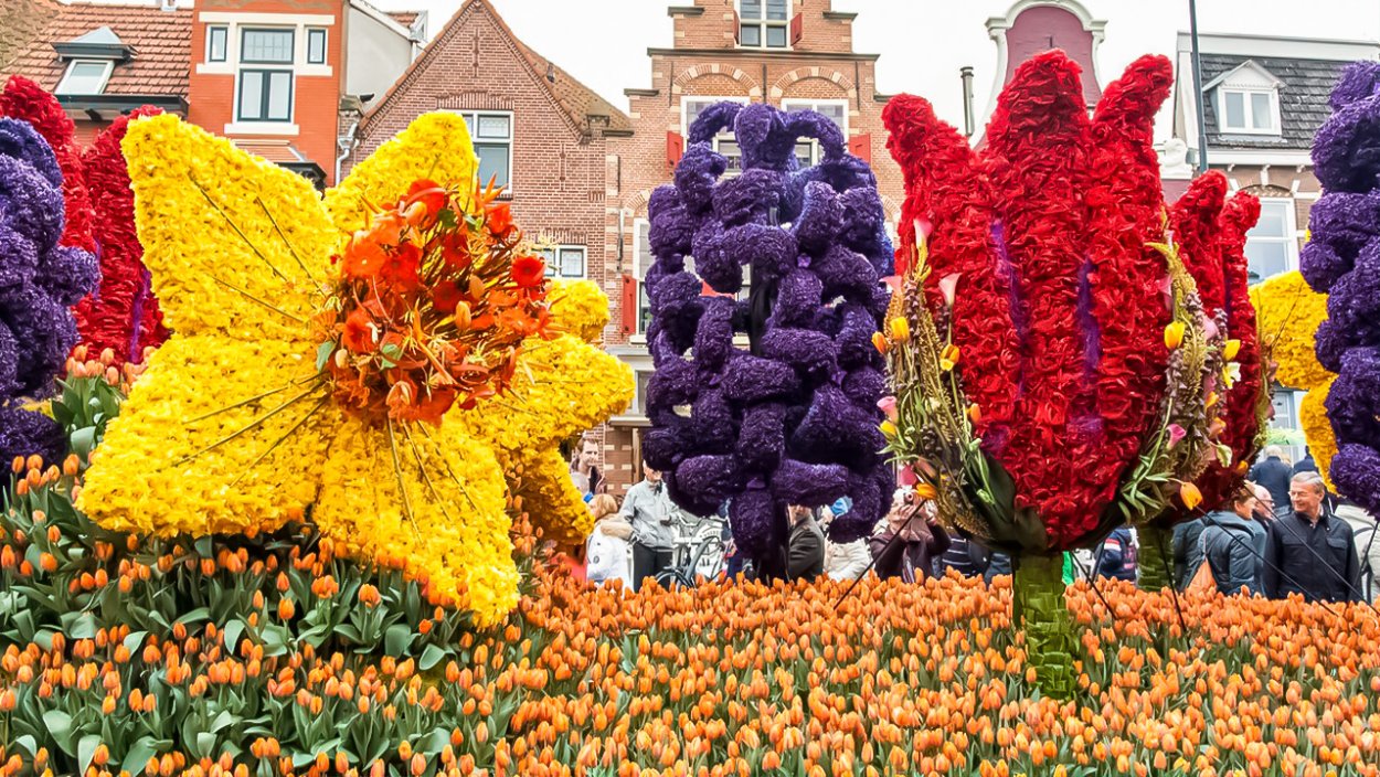 Цветы голландские