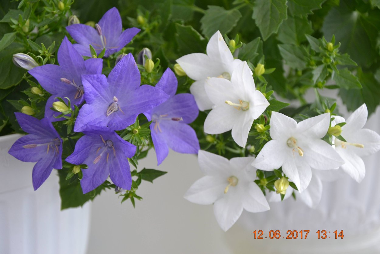 Кампанула Альба
