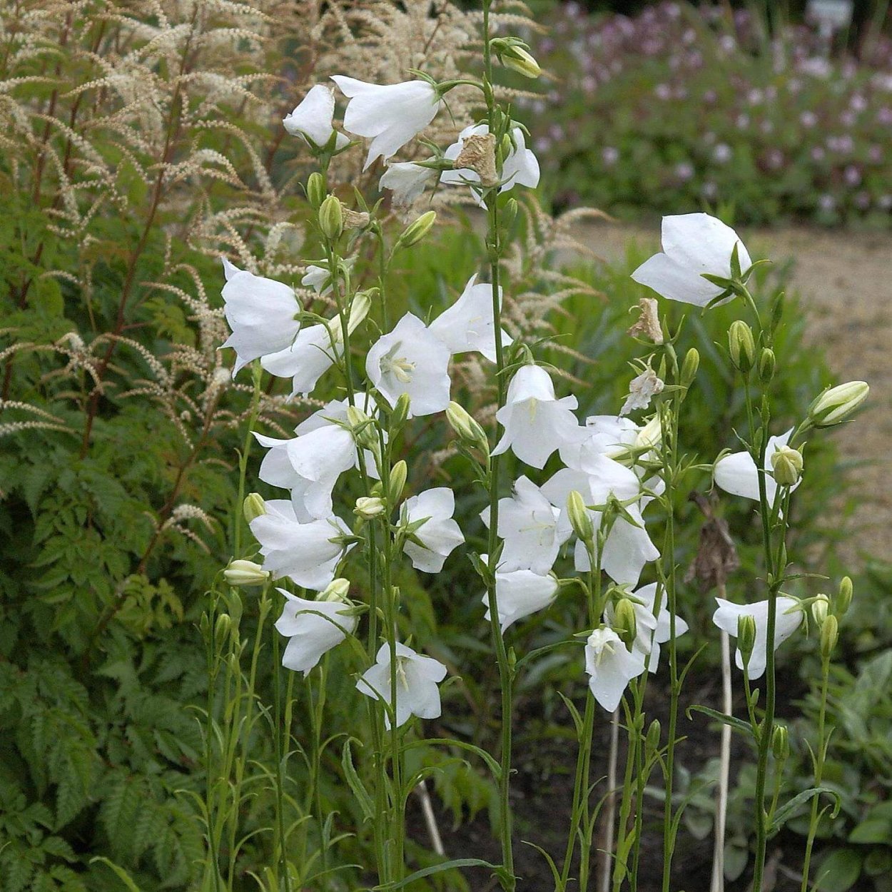Колокольчик персиколистный. Grandiflora Alba