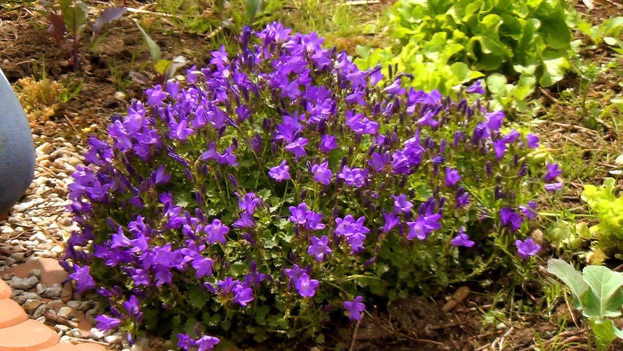 Кампанула Блауранка