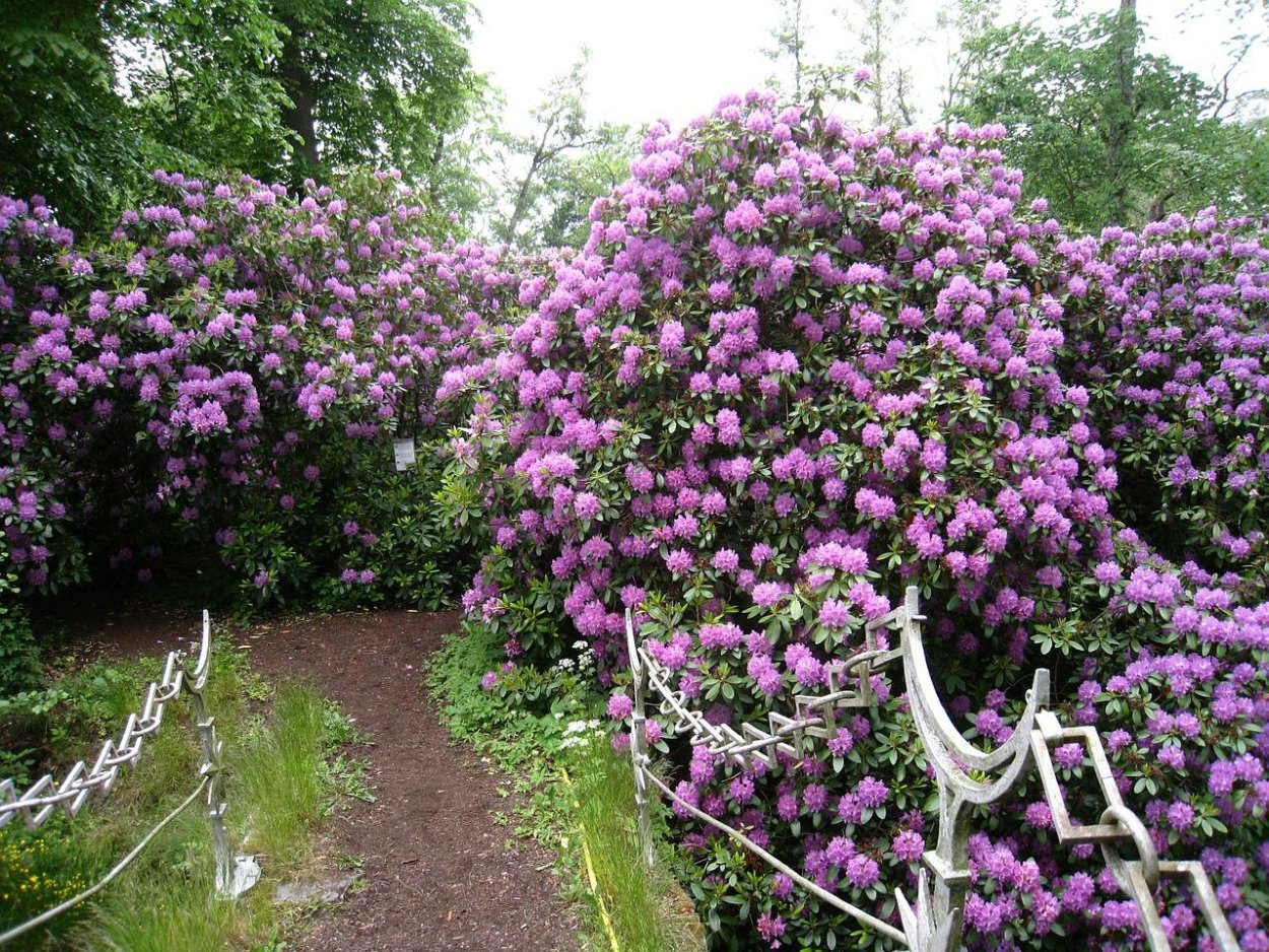 Рододендрон многолетний кустарник