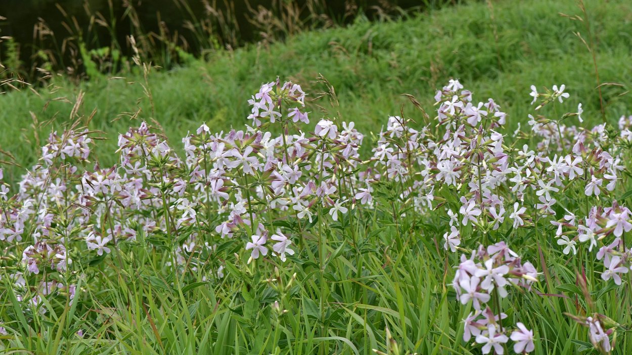 Мыльнянка лекарственная (Saponaria officinalis)