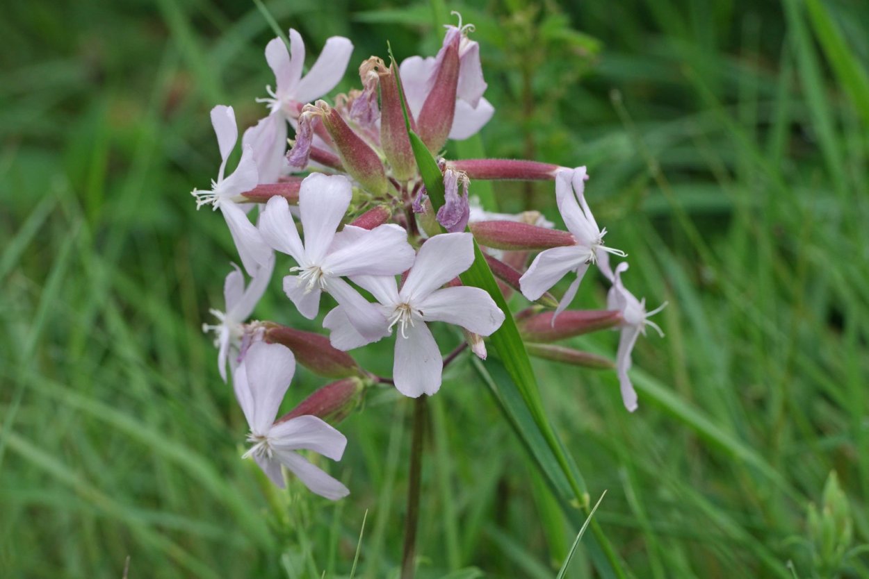 Мыльнянка лекарственная (Saponaria officinalis)