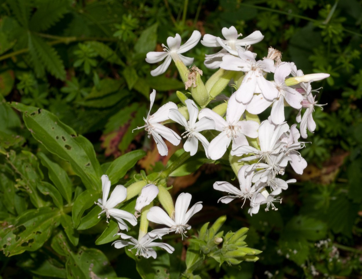 Мыльнянка лекарственная (Saponaria officinalis)