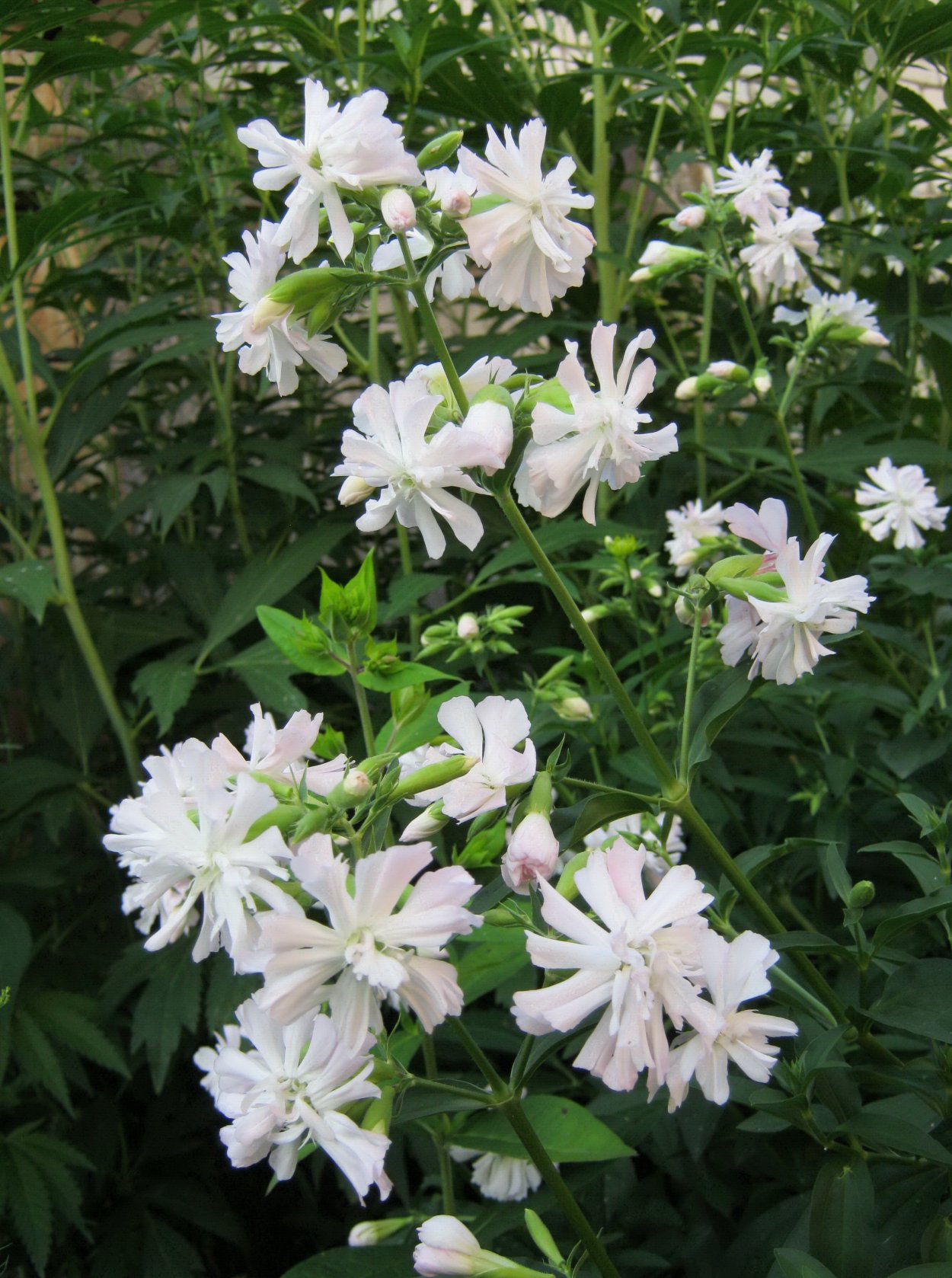 Цветок мыльнянка (Saponaria officinalis