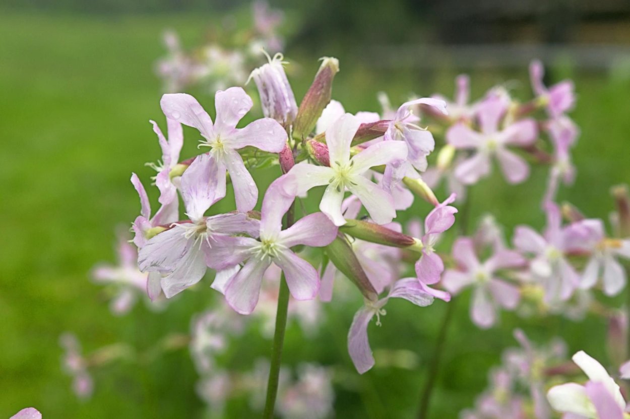 Мыльнянка лекарственная (Saponaria officinalis)