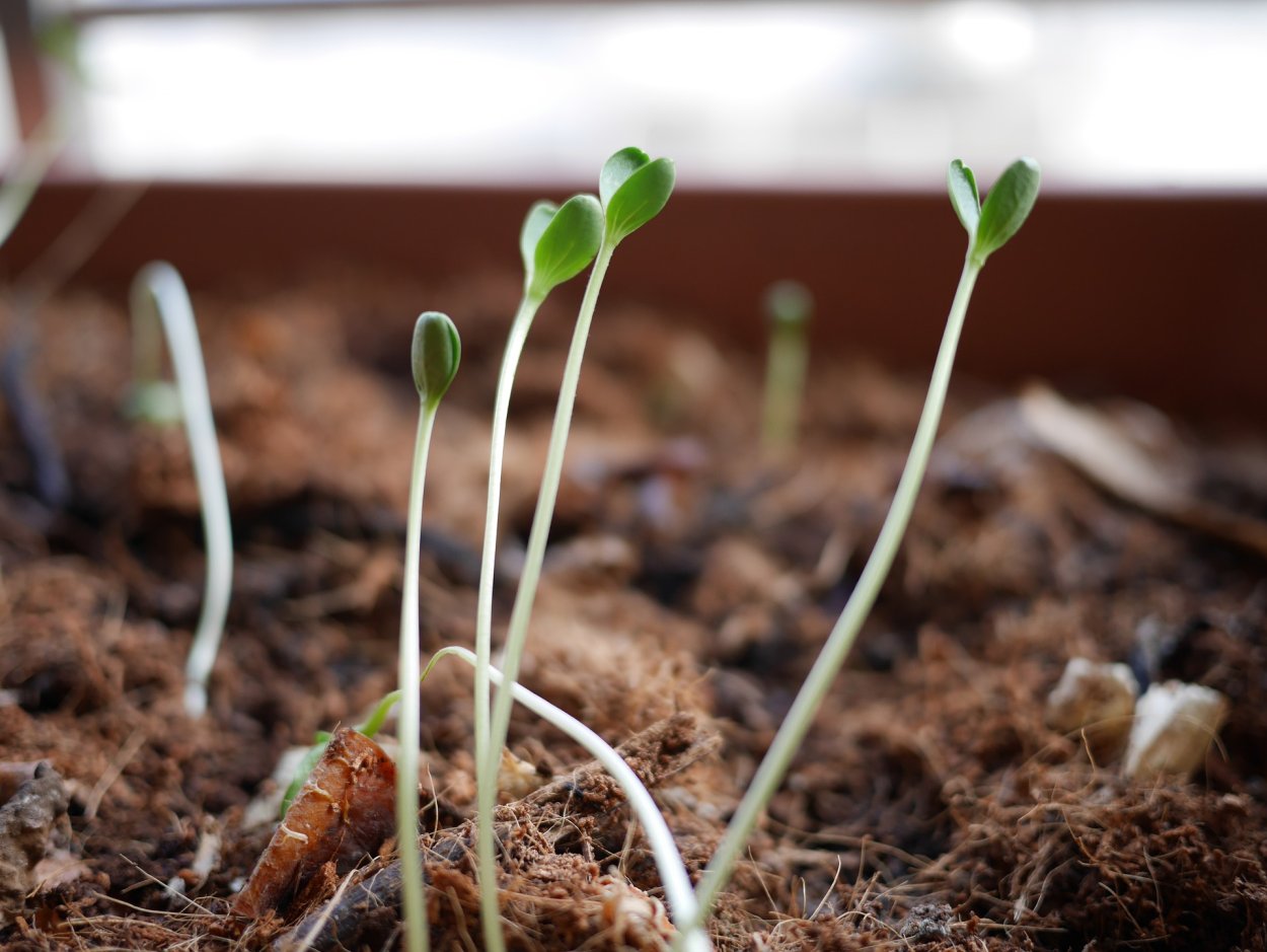 Seedling «рассада»