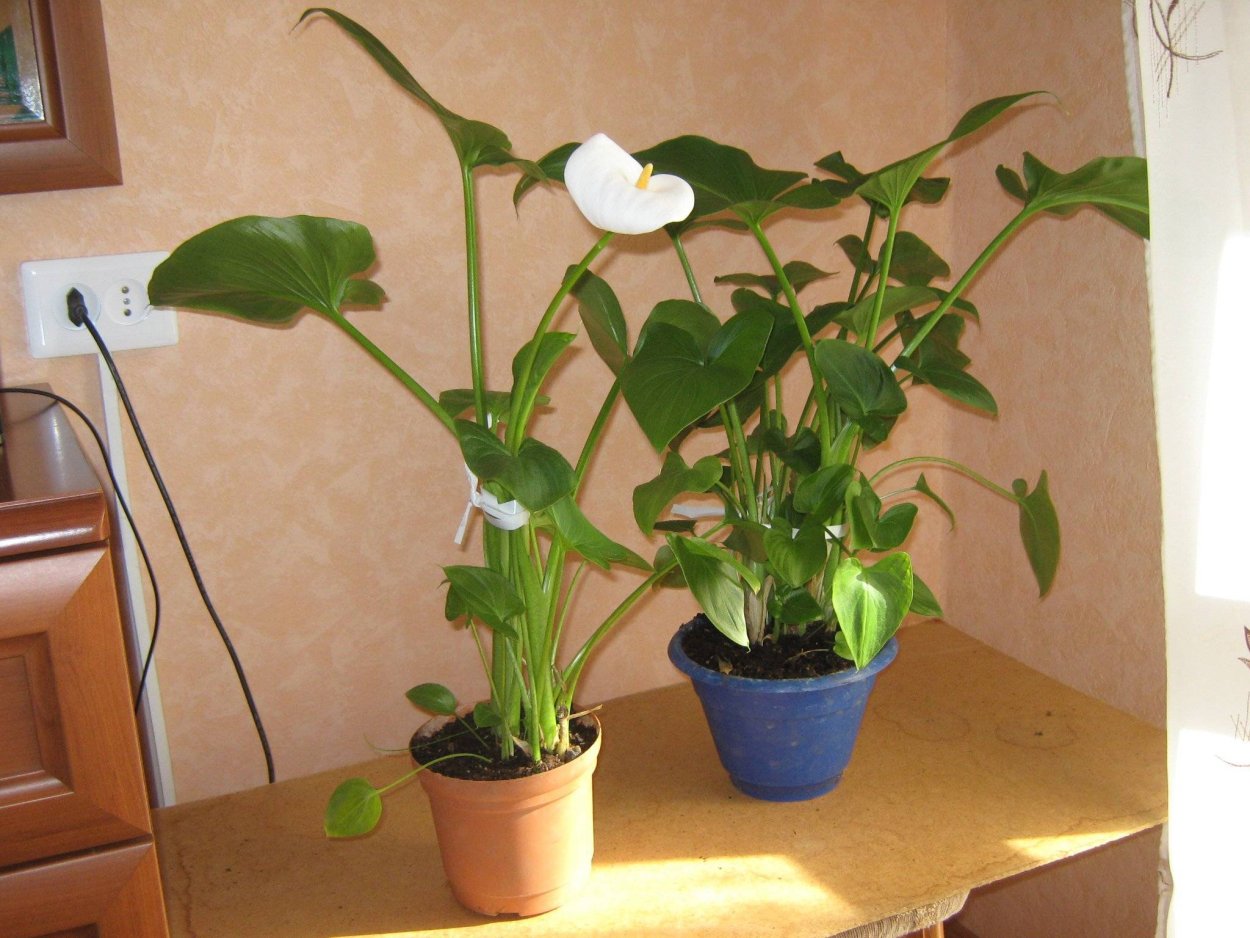 Калла эфиопская корневищная