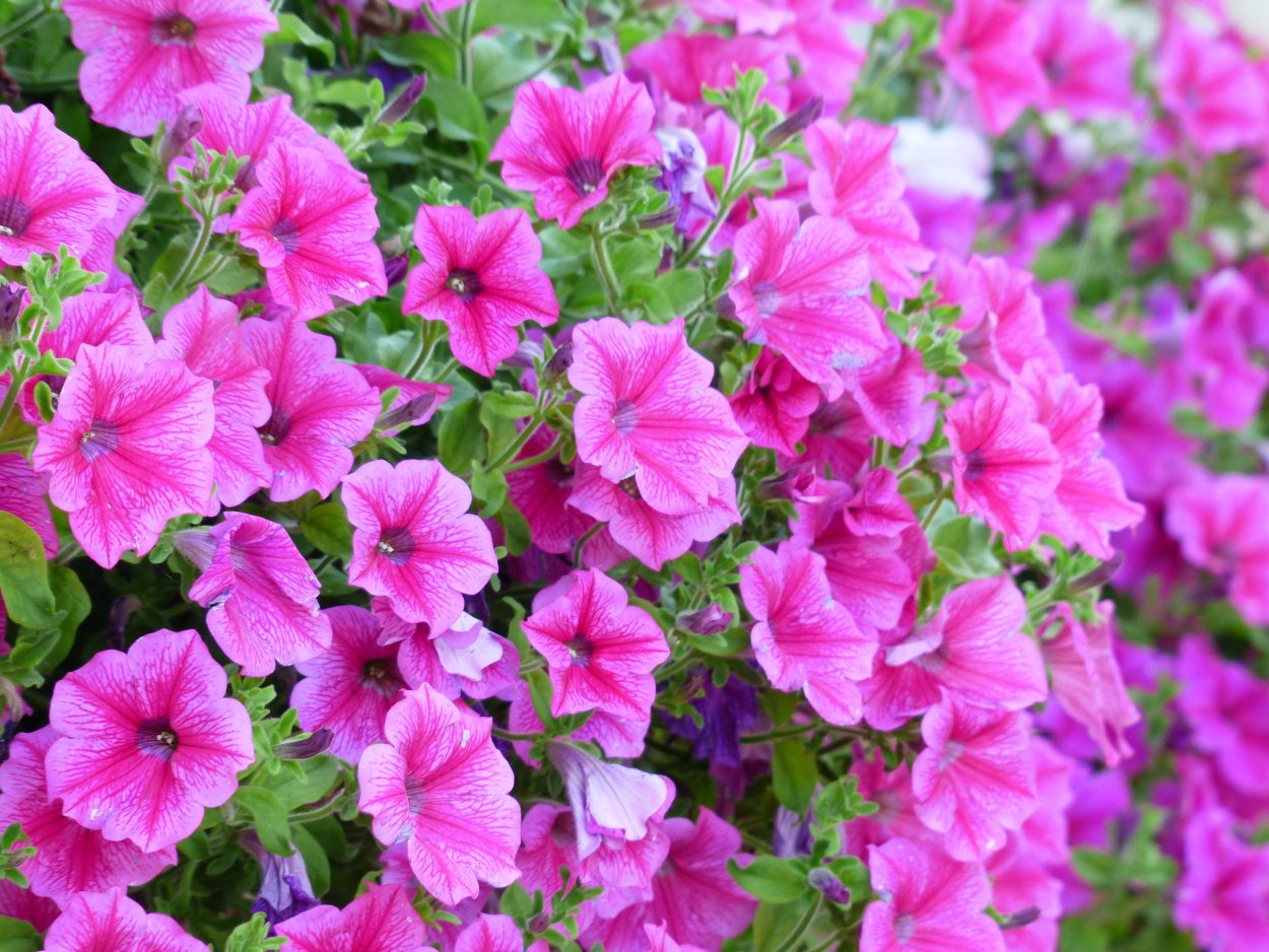 Петуния Садовая - Petunia 'Hybrids'