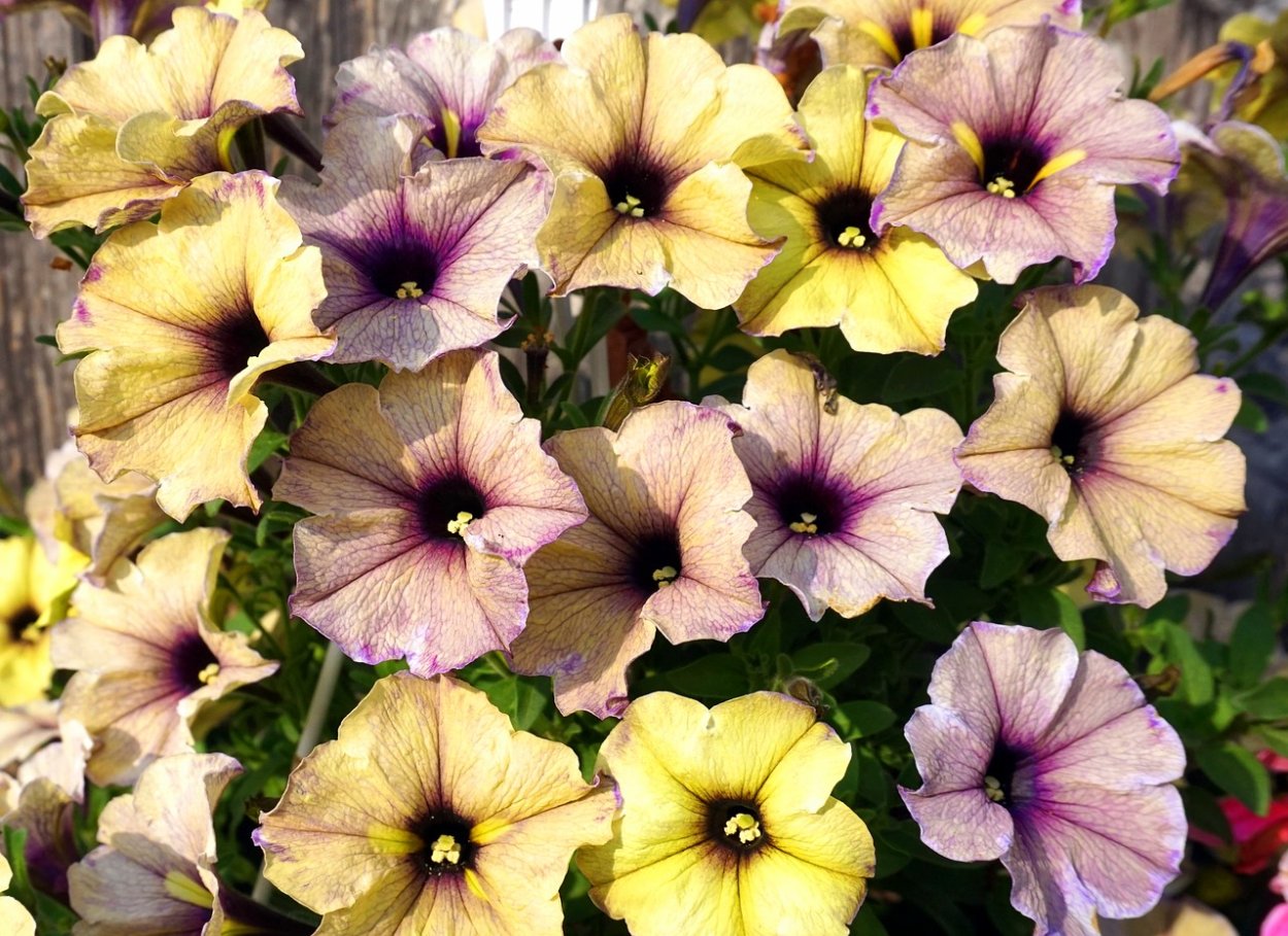 Петуния Crazytunia Moonstruck