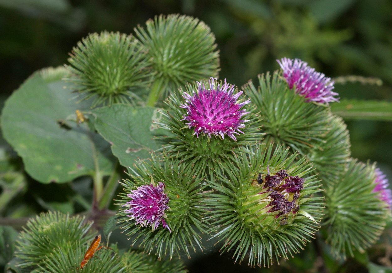 Лопух Arctium Lappa