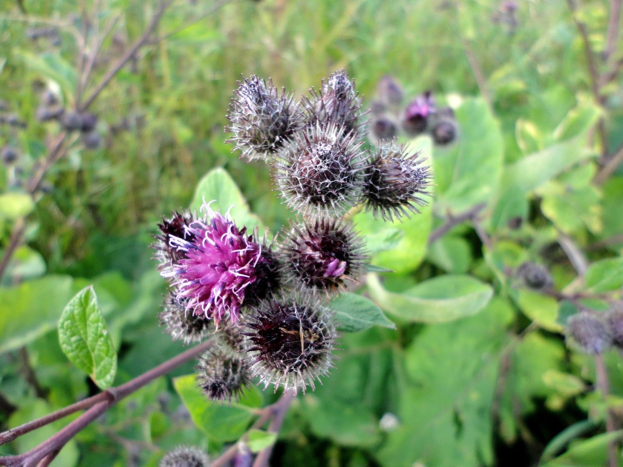 Лопух большой Arctium Lappa