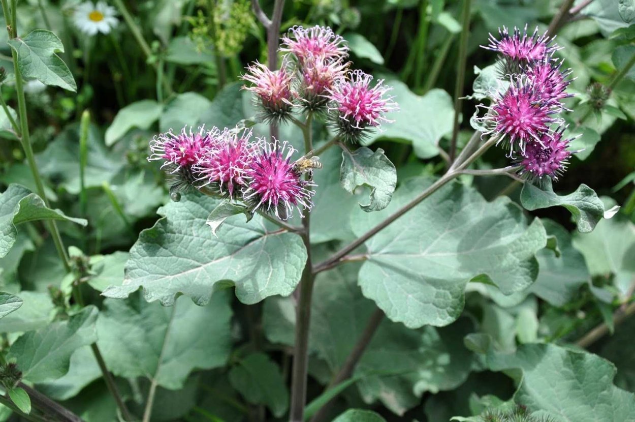 Лопух большой Arctium Lappa