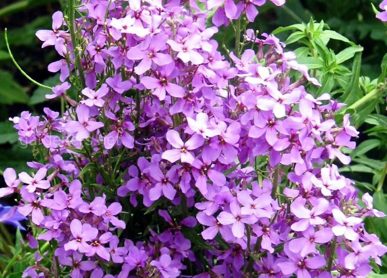 Вечерница ночная фиалка (Hesperis matronalis)