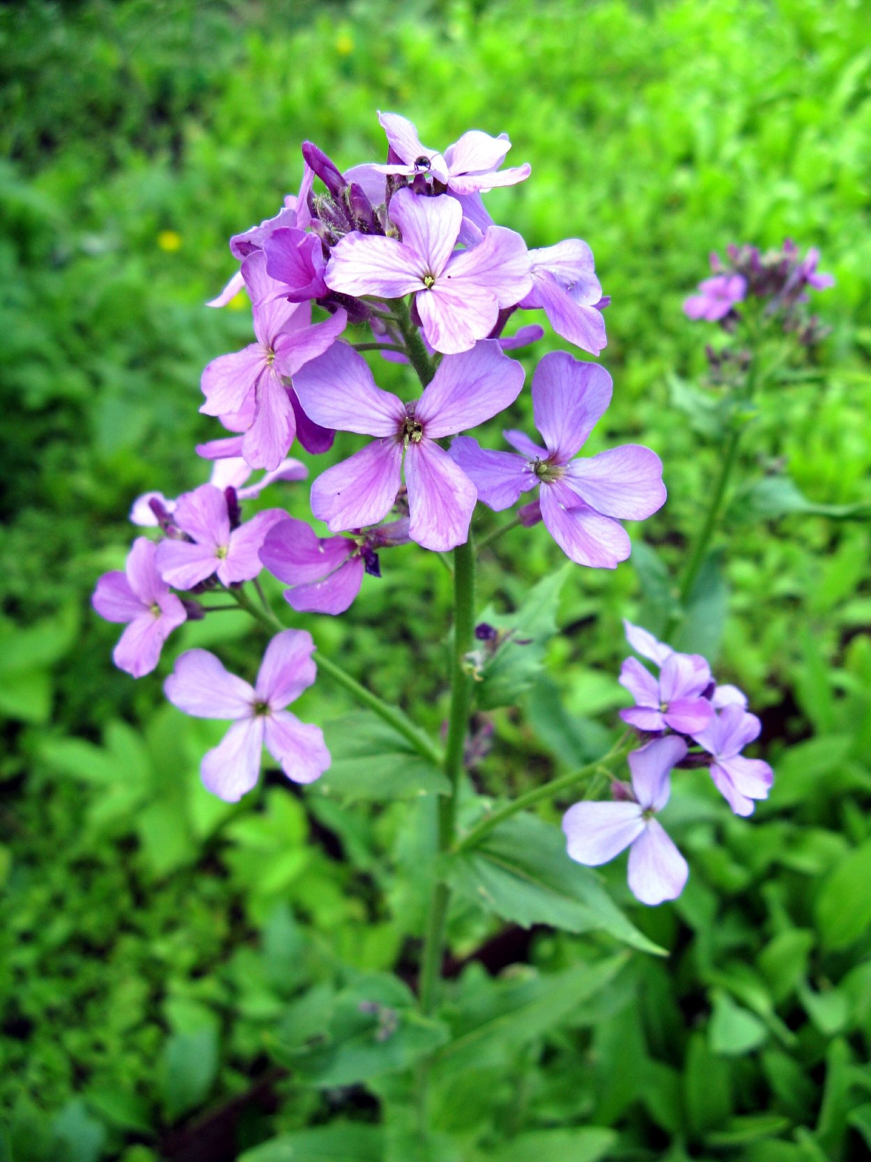 Вечерница Матроны (гесперис).