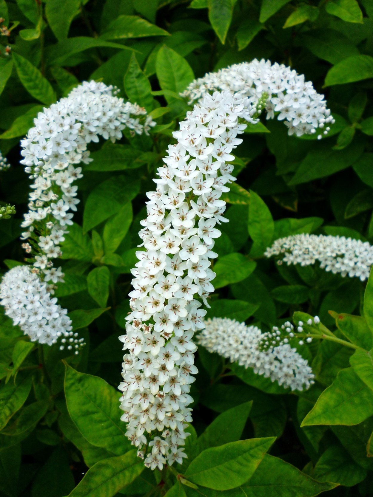 Калина (Viburnum)