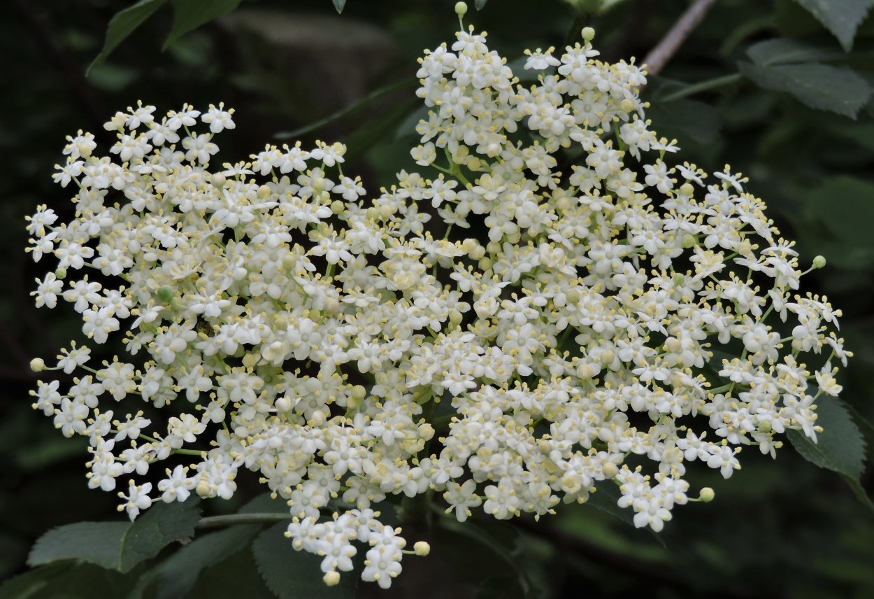 Бузина черная (Sambucus nigra)